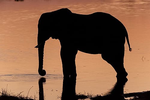 An African elephant drinking in the Khwai River at sunset-Okavango Delta-Botswana Art Print